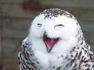 Laughing Owl by Kollor93/flickr_alt_Including Humor in Your Writing